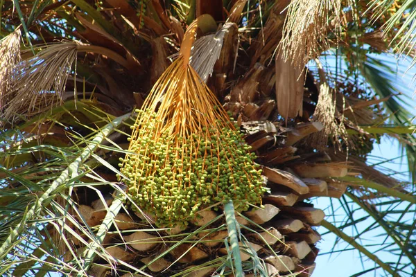 Dates Hanging Palm Tree Bahai Garden Haifa Israel — Stock Photo, Image