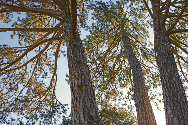 Coniferous Trees View Bottom Top — Stock Photo, Image