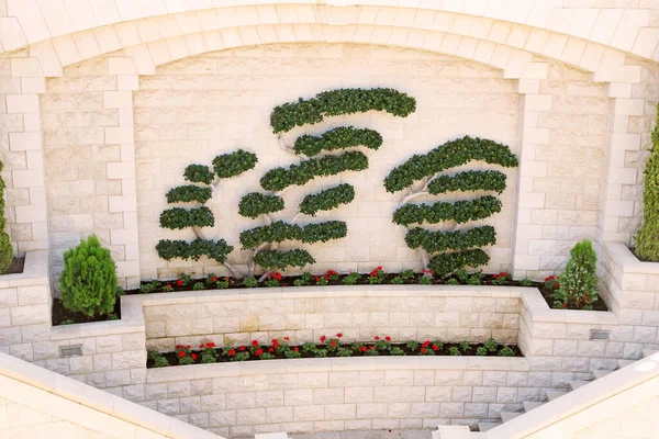 Bonsai Tree Bahai Gardens Acre Akko Haifa Israel — Stockfoto