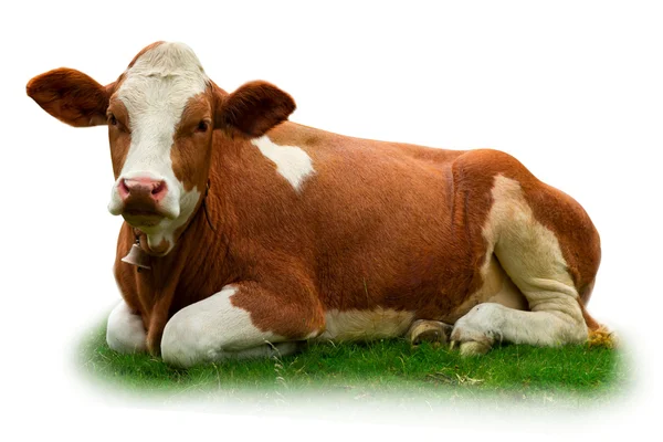 Cows — Stock Photo, Image