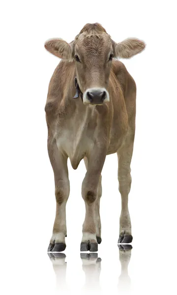 Animales de vaca — Foto de Stock