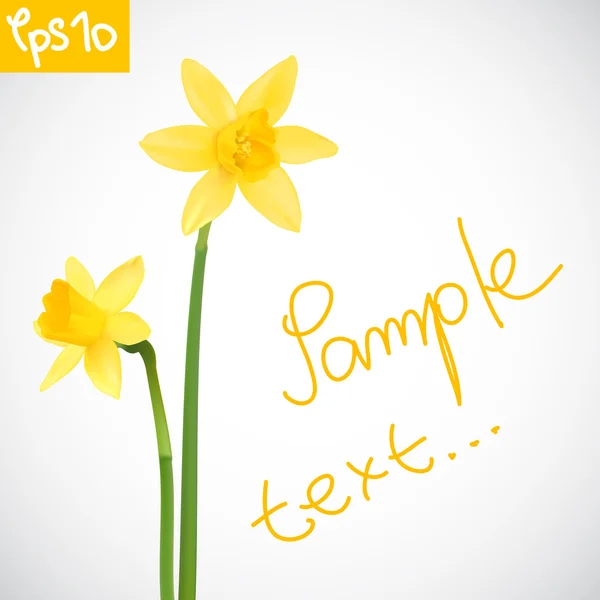 Narcisos — Vector de stock