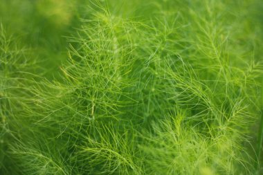 yeşil çiçek arkaplanı