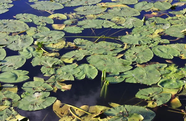 De vegetatie op het water — Stockfoto