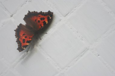 Beyaz bir duvar üzerinde Kelebek