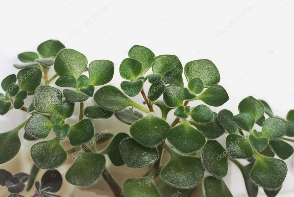 download indoor planting download indoor planting