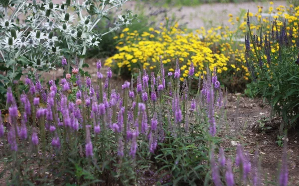 Фіолетові і жовті квіти — стокове фото