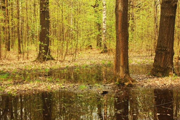 Primavera en el bosque — Foto de Stock