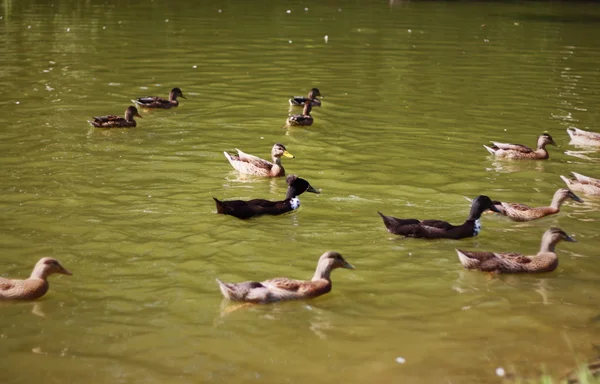 Patos salvajes en el estanque — Foto de Stock