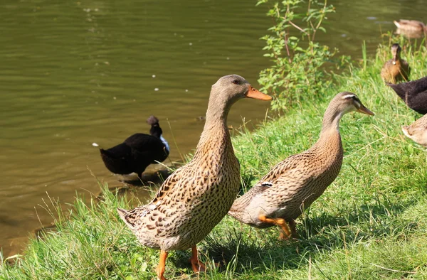 Patos em uma lagoa — Fotografia de Stock