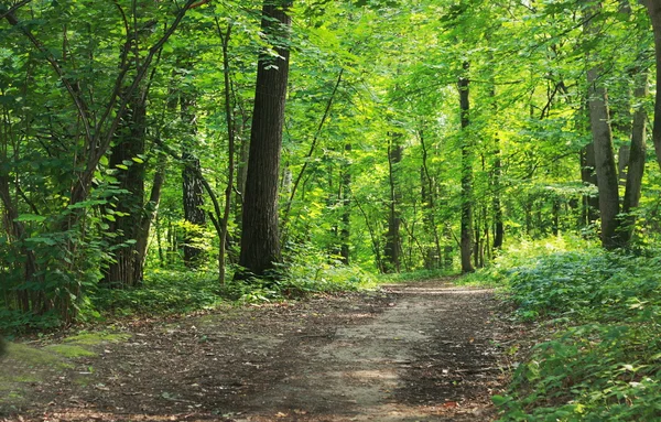 De weg in de schaduwrijke bossen Rechtenvrije Stockafbeeldingen