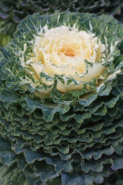 bir çiçek şeklinde lahana