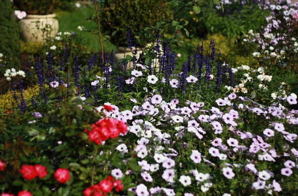 Cama de flores variegada no parque — Fotografia de Stock