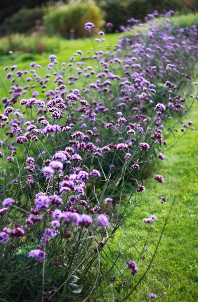 Purple flowers grow — Stock Photo, Image