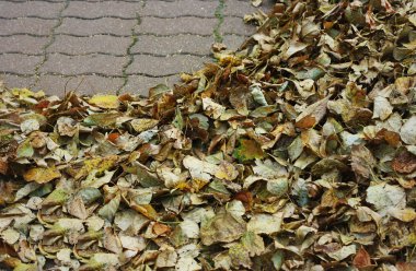 Kaldırım döşeme yapraklarda