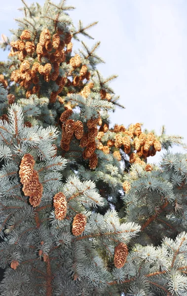 Abeto azul com cones — Fotografia de Stock