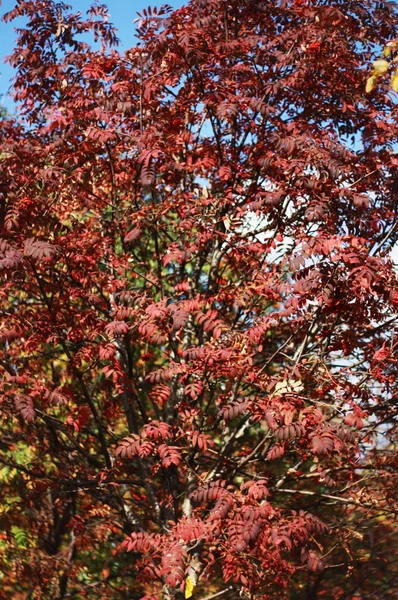 Árbol con hojas rojas — Foto de Stock