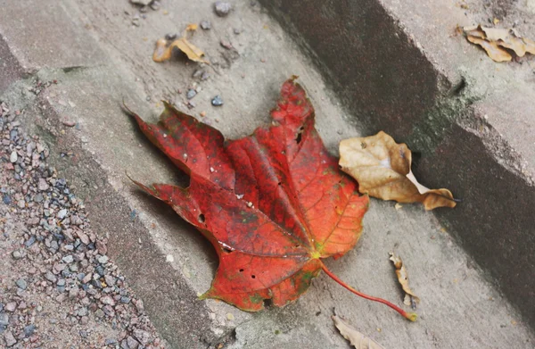 Folha vermelha em uma calçada cinza — Fotografia de Stock