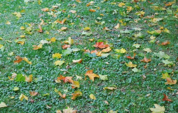 Gramado com folhas caídas — Fotografia de Stock