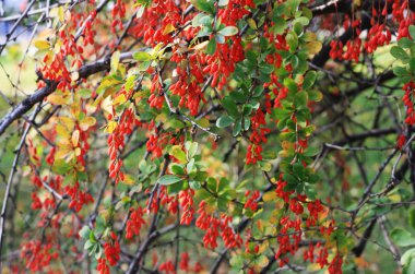 Kırmızılı çalılar