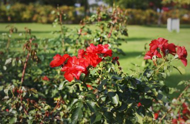 Park kırmızı gül