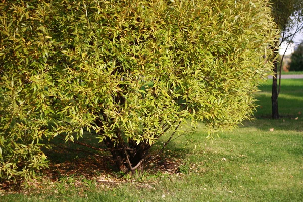 矮人柳树 — 图库照片