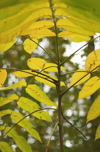 Large yellow leaves — Stock Photo, Image