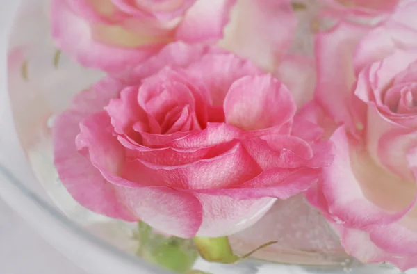 Rosas en el agua —  Fotos de Stock