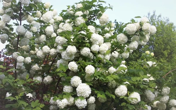 Großer Strauch mit weißen Blüten — Stockfoto
