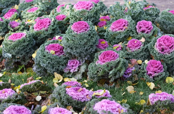 Dekorativa kål i form av blommor — Stockfoto