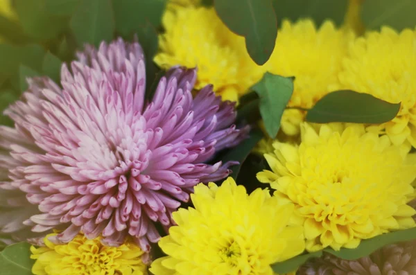 Holiday Bouquet — Stock Photo, Image