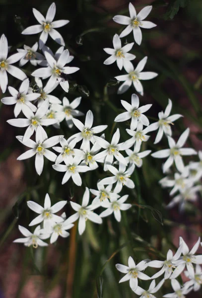 Bakgrund av vita blommor Royaltyfria Stockfoton