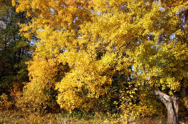 Δέντρα με κίτρινο φύλλωμα — Φωτογραφία Αρχείου