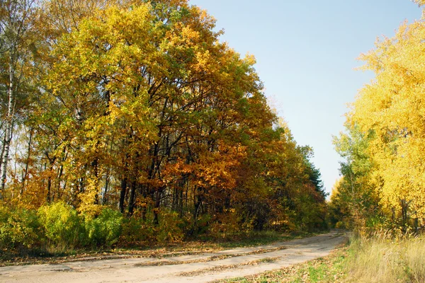 도로 가 있는 가을 풍경 — 스톡 사진