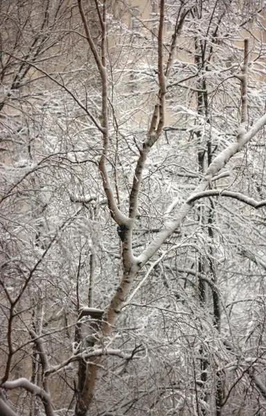 De sneeuw op de bomen — Stockfoto