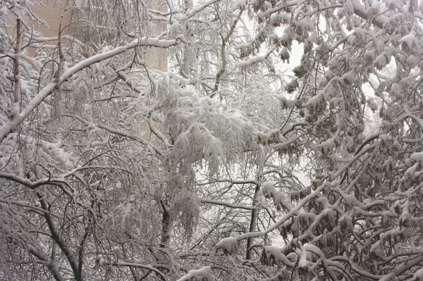Śnieg na drzewach — Zdjęcie stockowe