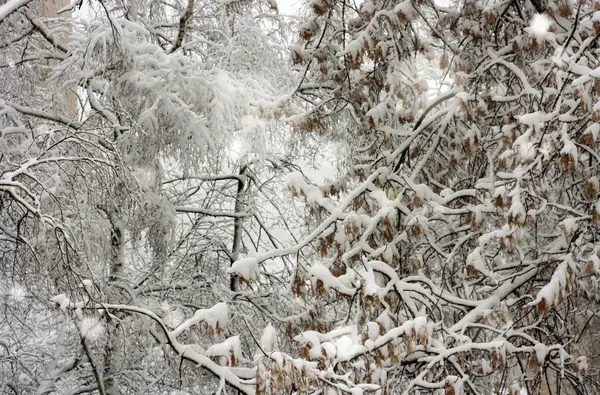Der Schnee auf den Bäumen — Stockfoto