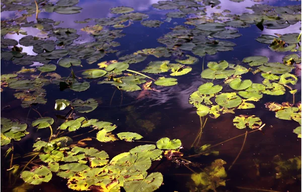 맑은 물 연못 — 스톡 사진