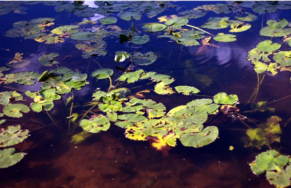 맑은 물 연못 — 스톡 사진