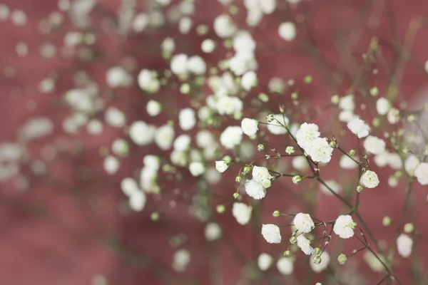 Fondo floreale — Foto Stock