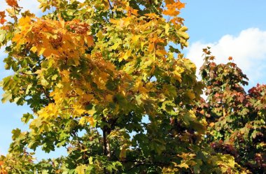 renkli akçaağaç yaprakları