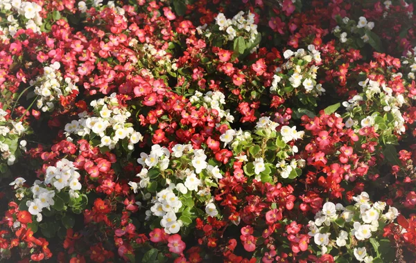 Tło małych kwiatów — Zdjęcie stockowe