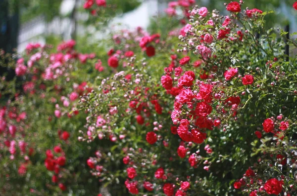 Małe czerwone róże — Zdjęcie stockowe
