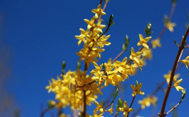 Siniem zemin üzerine sarı çiçek