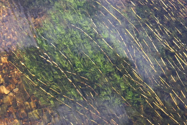 Háttérben az algák a vízben — Stock Fotó