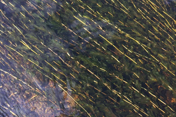Alghe di fiume — Foto Stock