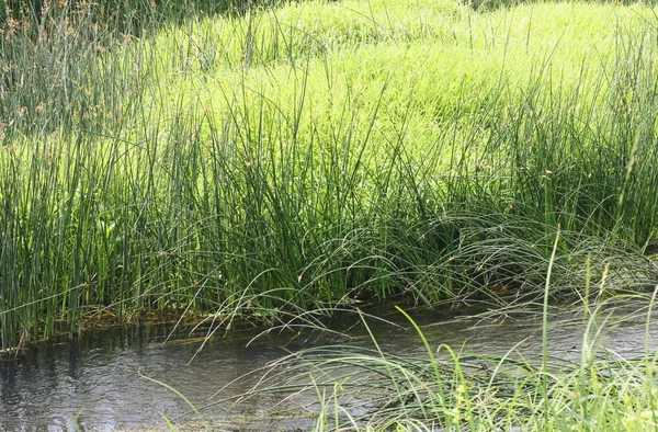 Серебристая трава — стоковое фото