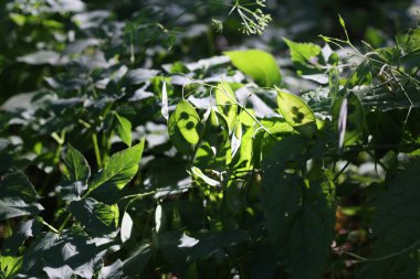 yeşil yaprakların arkaplanı