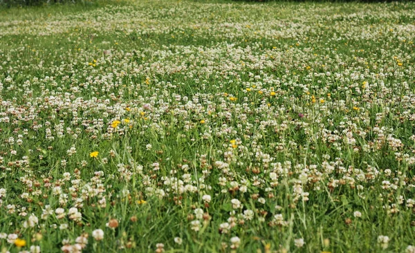 Blommande gräsmatta — Stockfoto