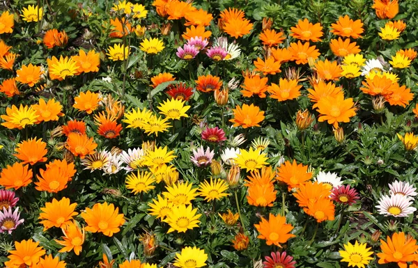 Parlak çiçek arka plan — Stok fotoğraf